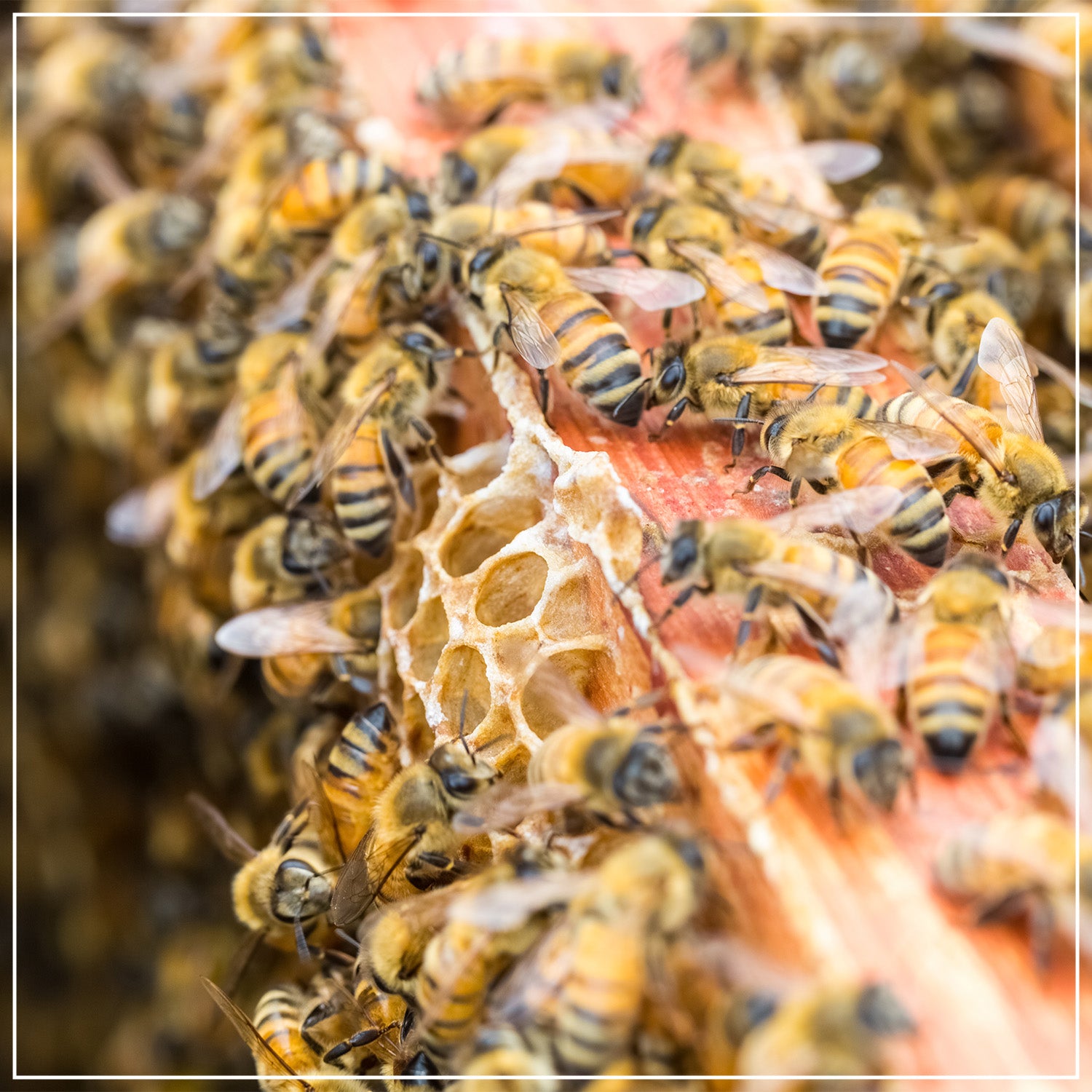 Bienenpatenschaft