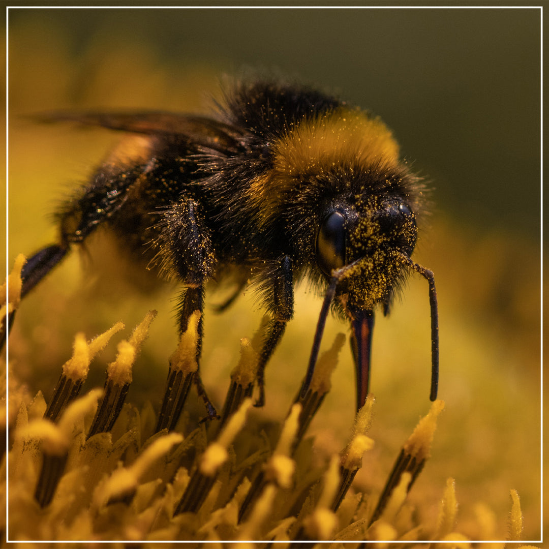 Pollen