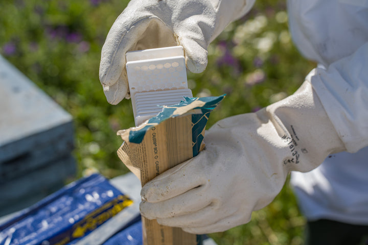 CALISTRIP® BIOX Behandlungsstreifen im Einsatz
