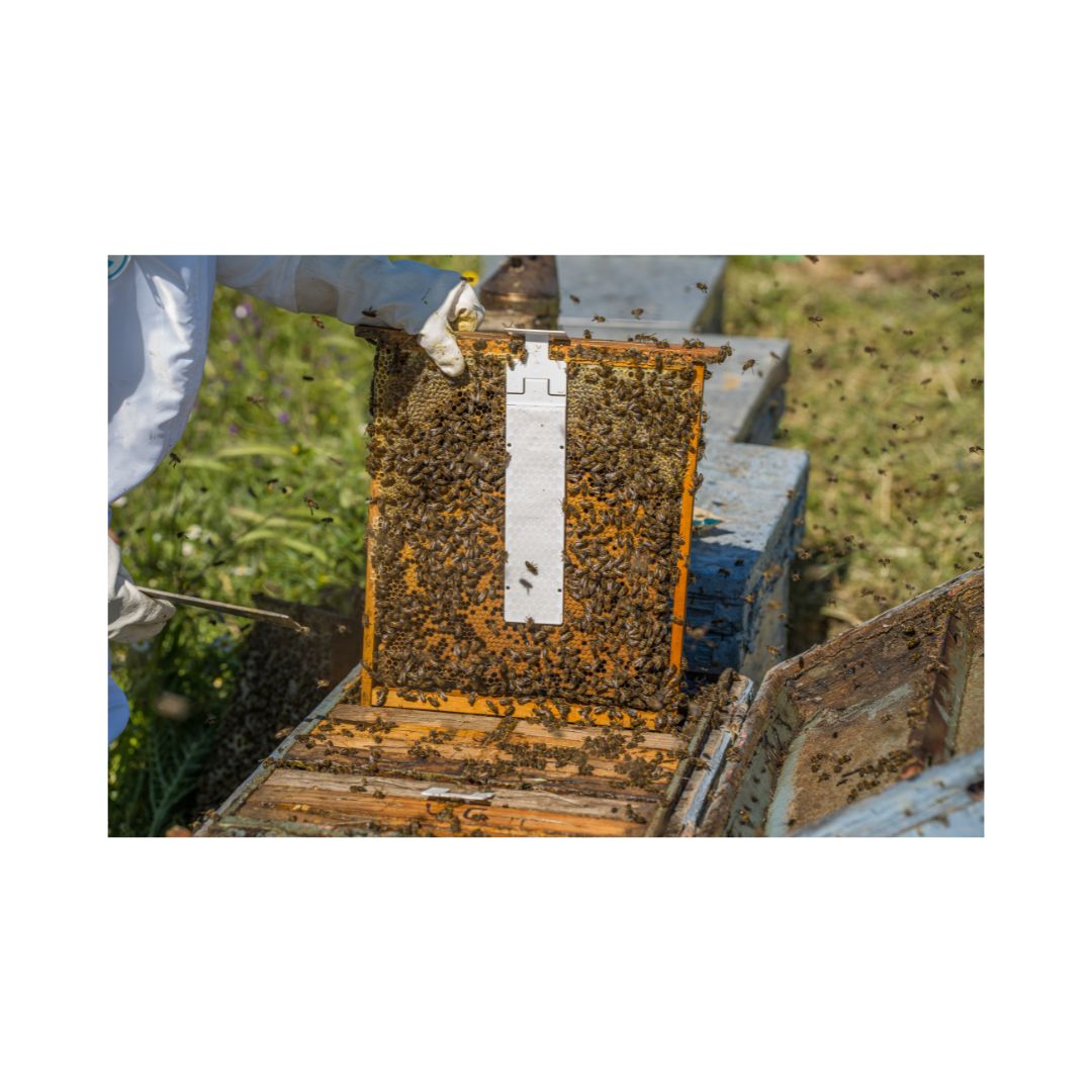 CALISTRIP® BIOX – Varroabehandlung Bienen
