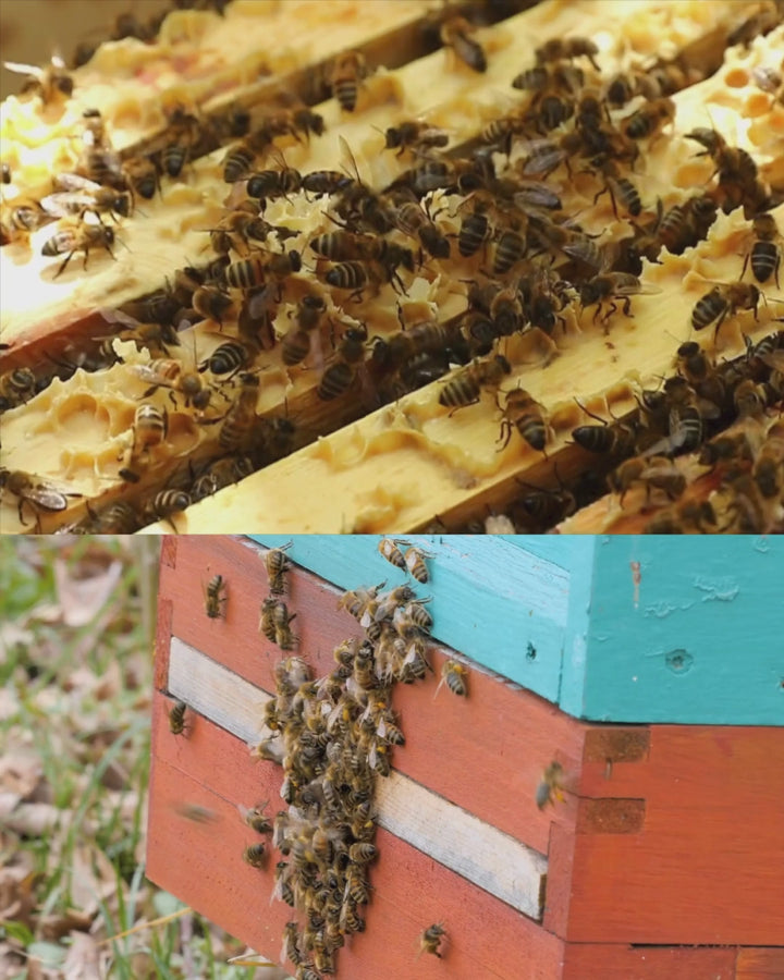 Parrainage d'abeilles bio « Épicurien »